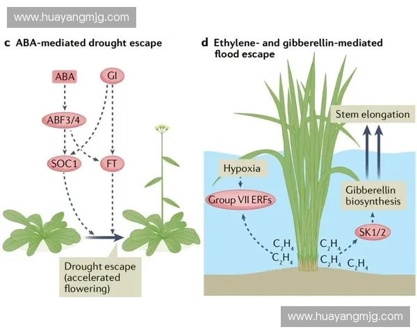 抗疲劳机制与调控策略研究进展：从生理机制到应用前景的系统综述